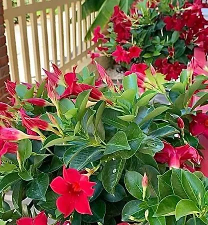 Villino Morena * Torre del Lago Puccini